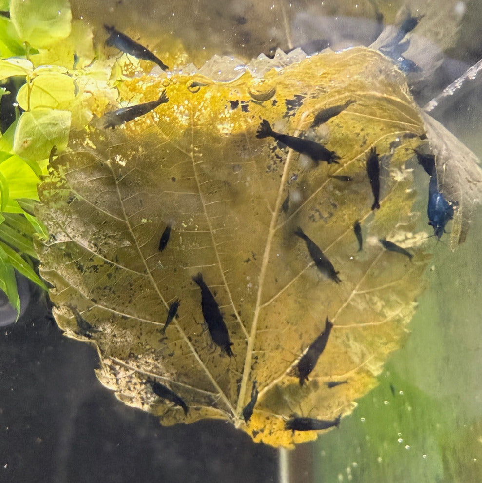 Dry ORGANIC Mulberry Leaves - Ready to add directly to your Aquarium.