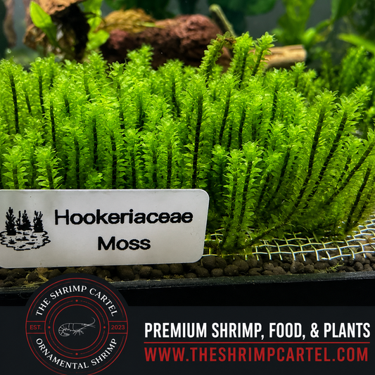Hookeriaceae Moss. Homegrown in my shrimp tanks.