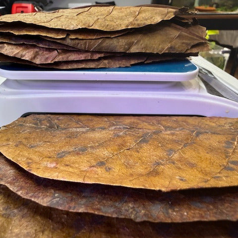 Large ORGANIC Indian almond leaves 8inch-9inch Catappa, for shrimp and fish tank