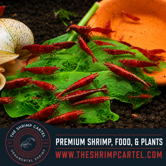 Dark Bloody Mary Shrimp | Premium Grade | Homebred | USA