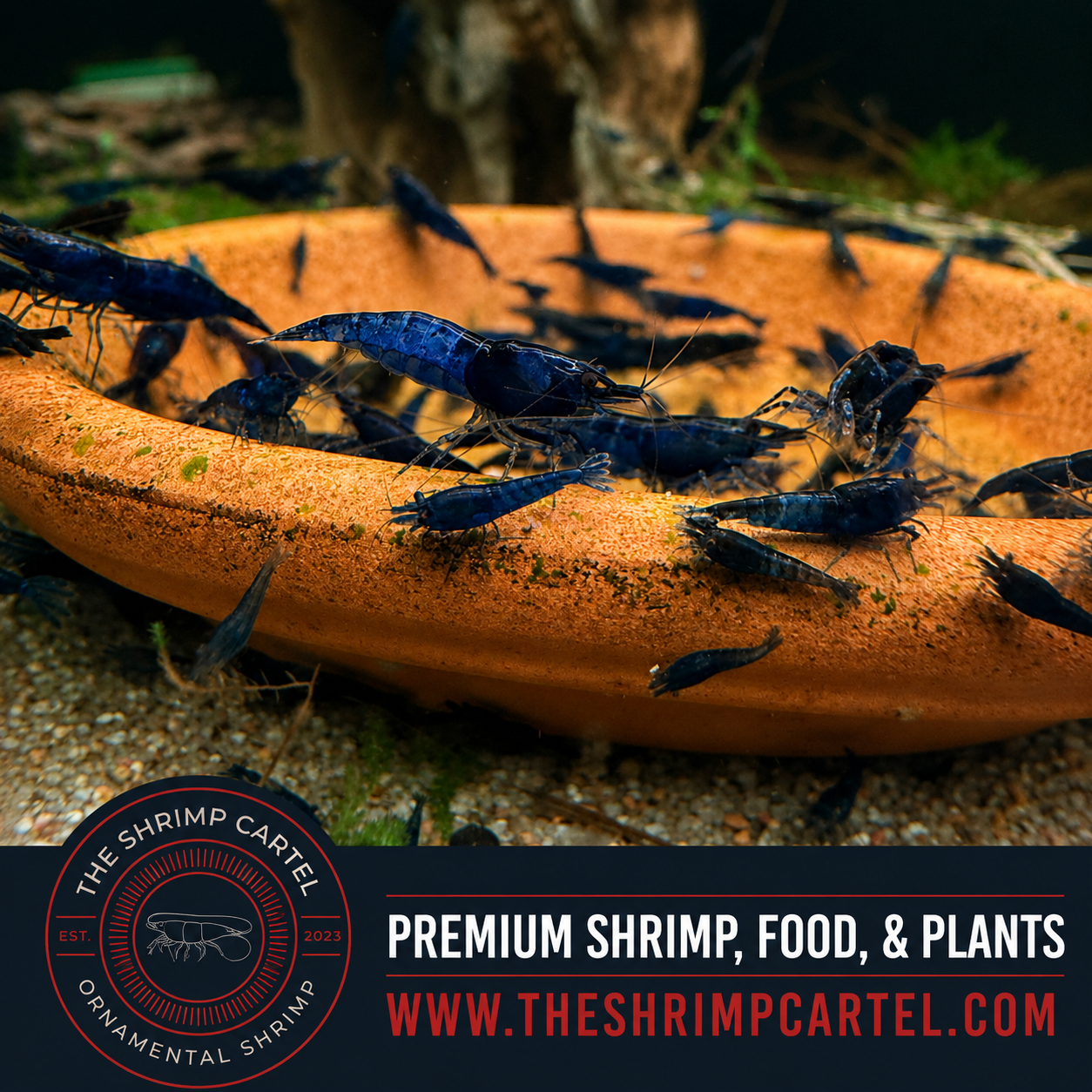 Blue Dream Shrimp | Premium Grade | Homebred | USA