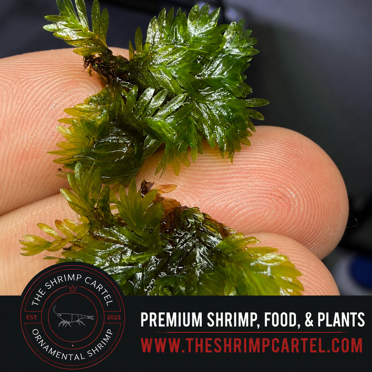 Rare Fissidens Miroshaki Moss – Live Plant for Aquascaping - Starting portion