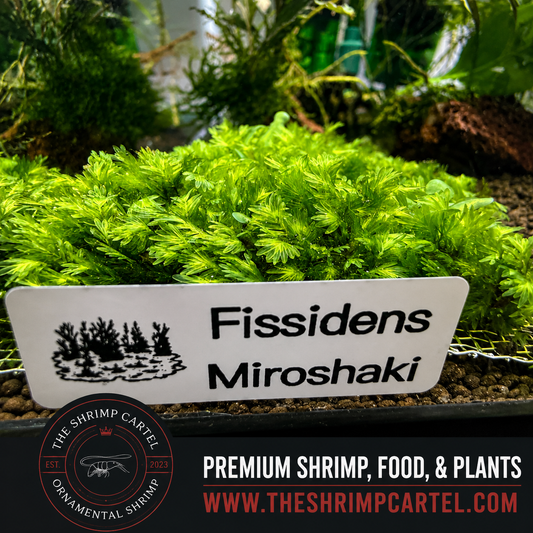 Rare Fissidens Miroshaki Moss – Live Plant for Aquascaping - Starting portion