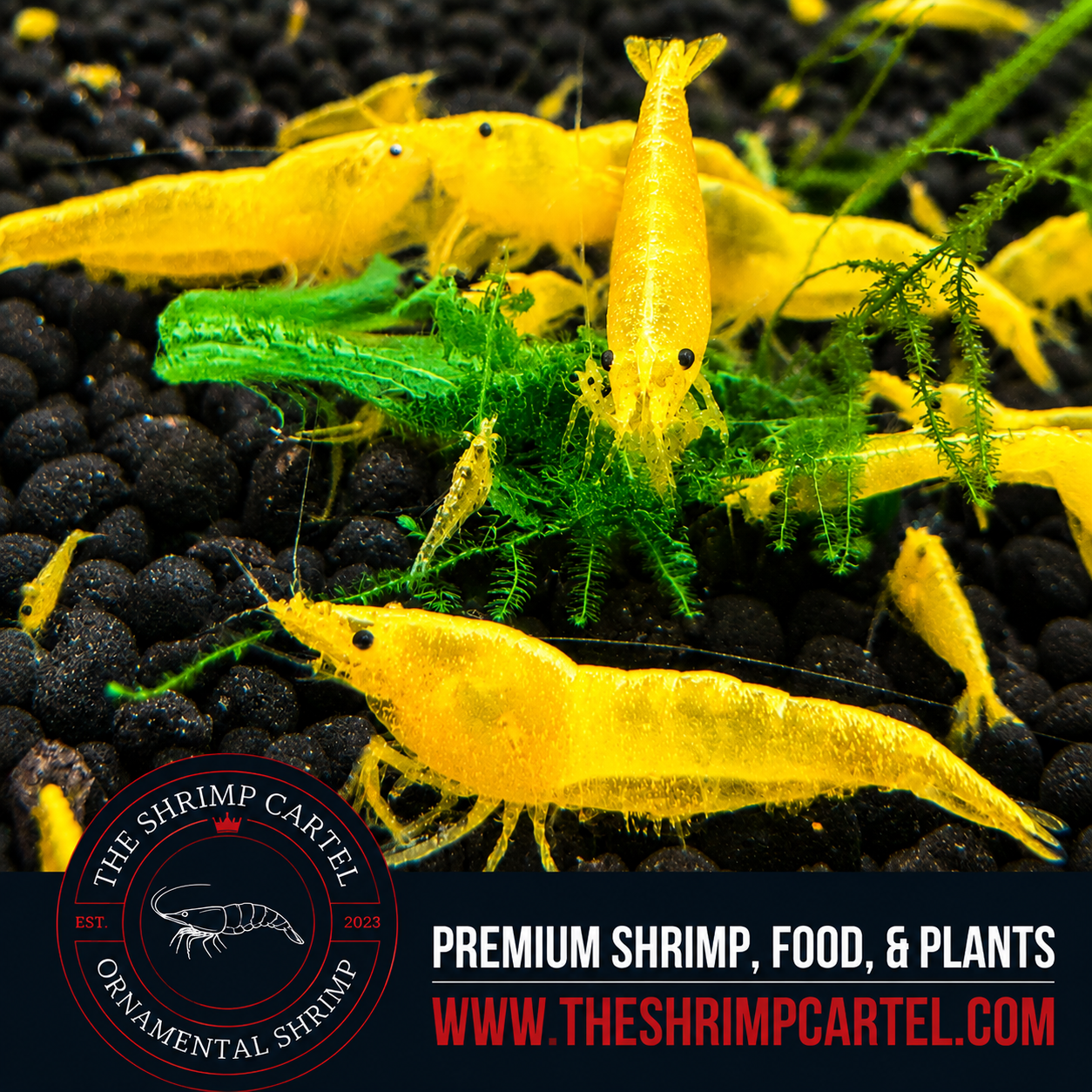 Skittles Pack Neocaridina Shrimp | Homebred | USA