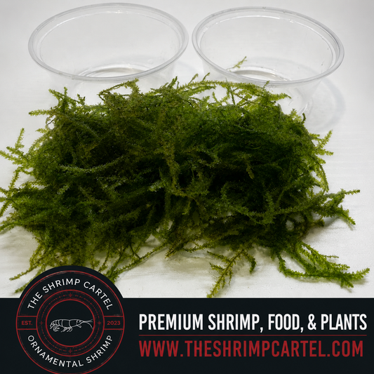 Large portion of Flame Moss. 2 cups of 3.25 oz each. Submerged