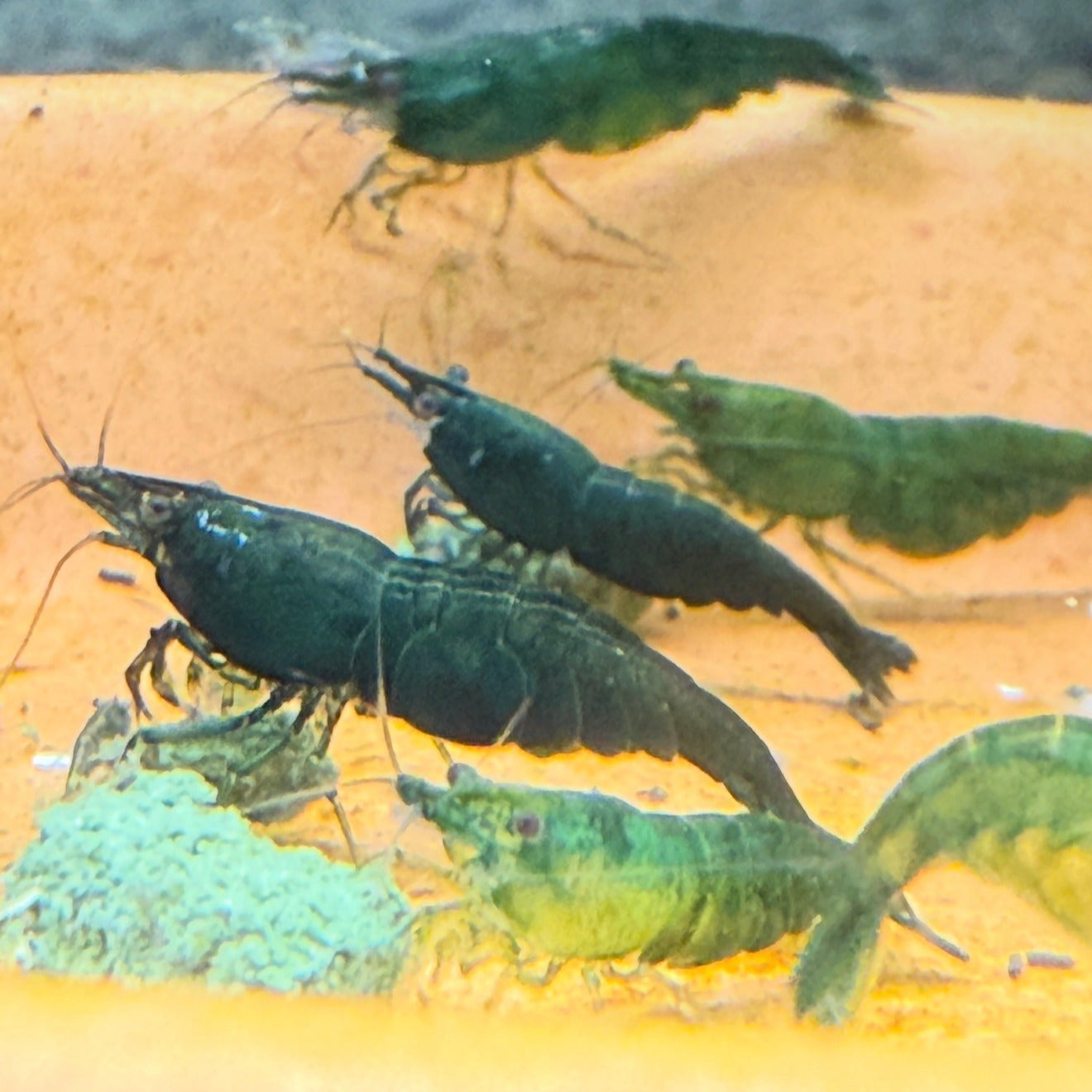 Green Jade Shrimp - Premium Grade | Homebred | USA