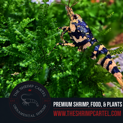 Bucephalandra Moss | Rare Slow Growing Moss for aquarium
