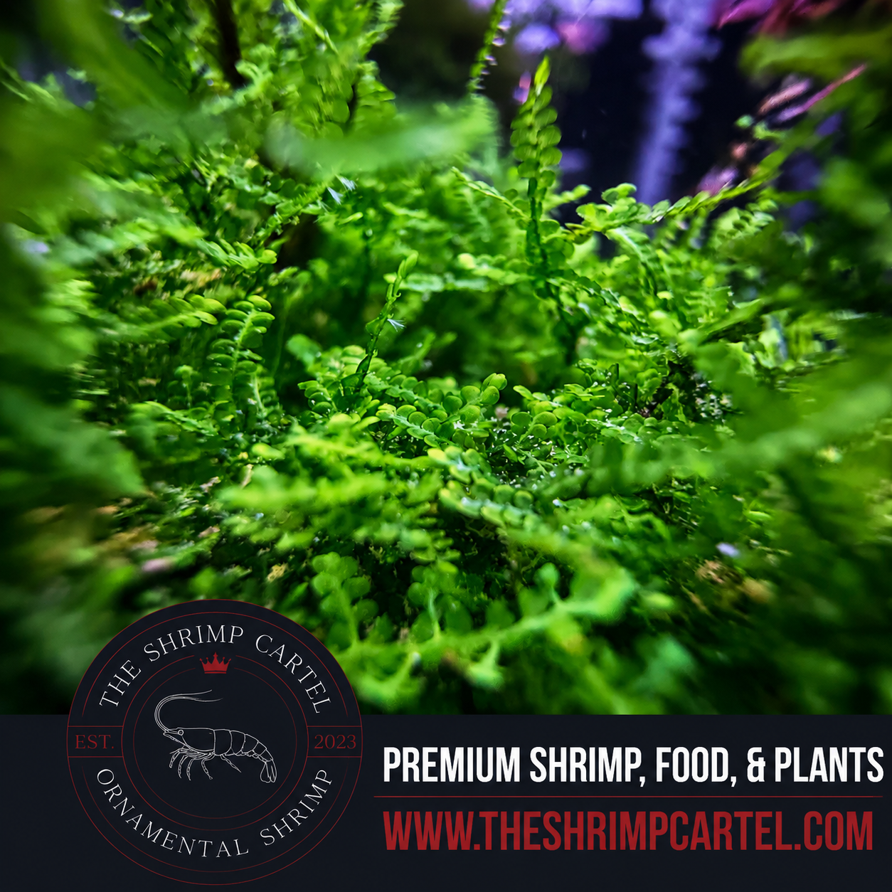 Bucephalandra Moss | Rare Slow Growing Moss for aquarium