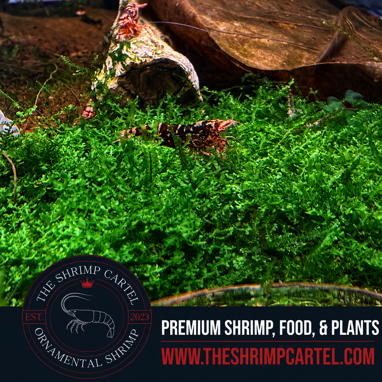 Bucephalandra Moss | Rare Slow Growing Moss for aquarium