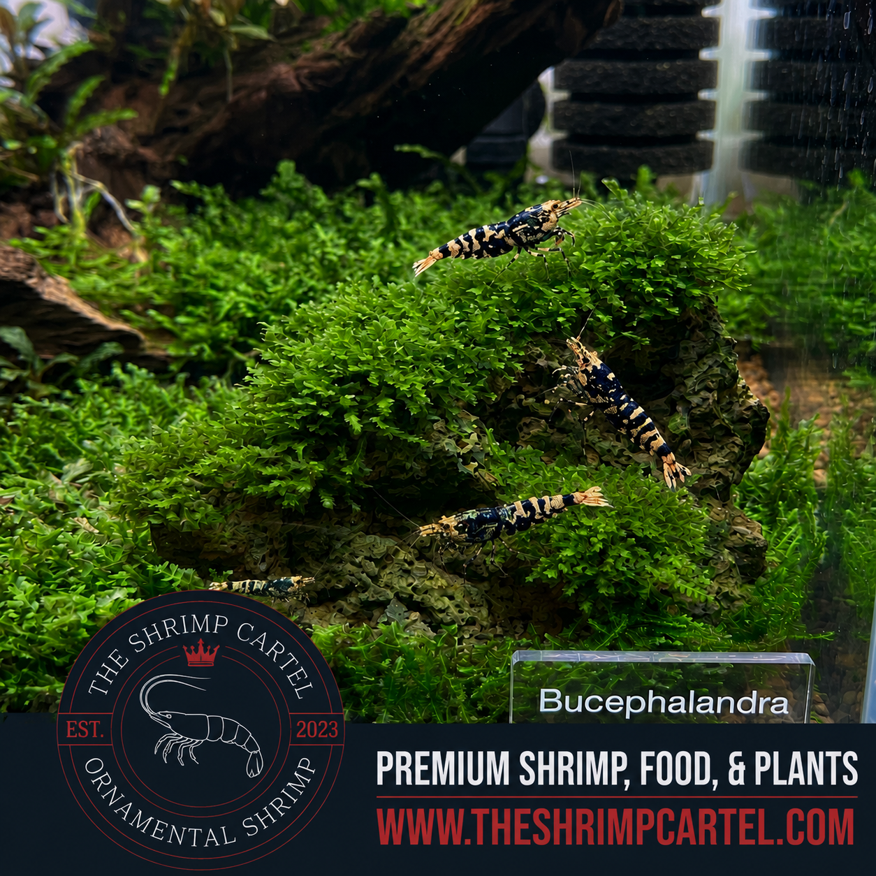 Bucephalandra Moss | Rare Slow Growing Moss for aquarium