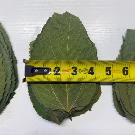 Dry ORGANIC Mulberry Leaves - Ready to add directly to your Aquarium.