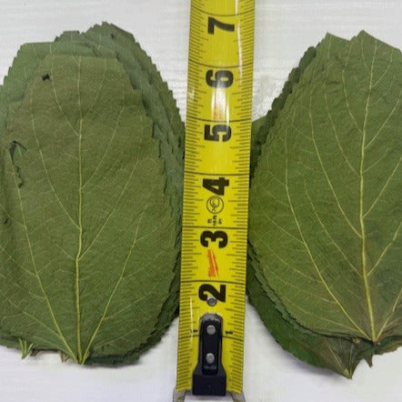 Dry ORGANIC Mulberry Leaves - Ready to add directly to your Aquarium.
