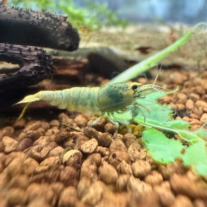 Dry ORGANIC Mulberry Leaves - Ready to add directly to your Aquarium.