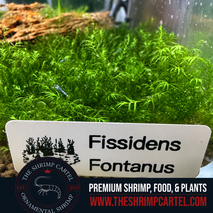 Fissidens Fontanus 2x2 inch. Premium Phoenix Moss for shrimp tanks and aquascapes