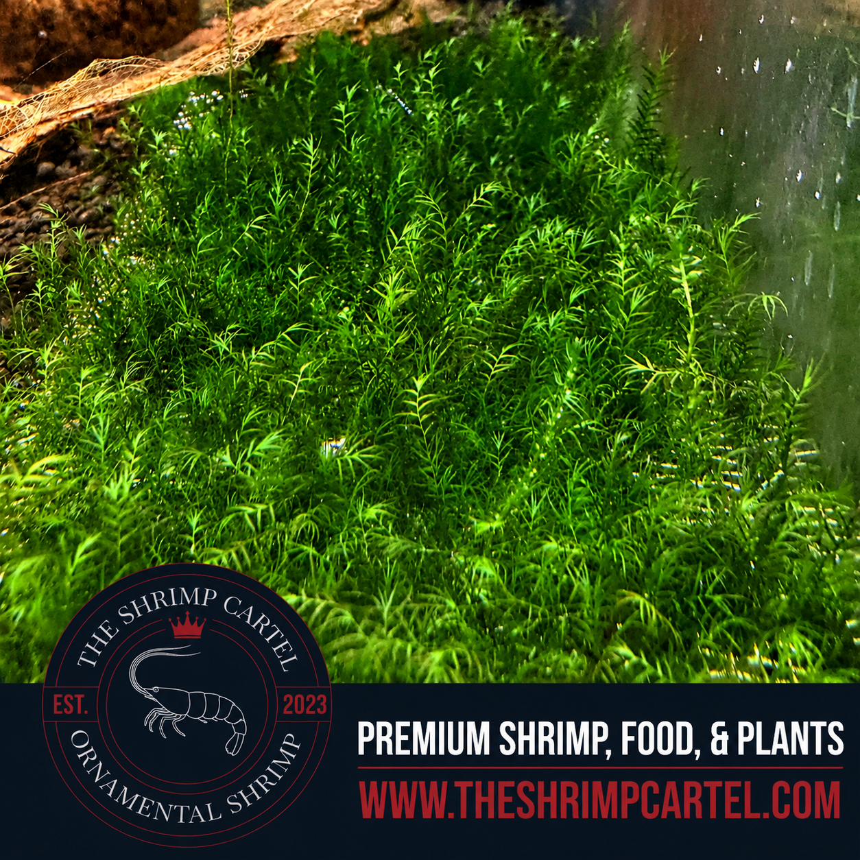 Fissidens Fontanus 2x2 inch. Premium Phoenix Moss for shrimp tanks and aquascapes