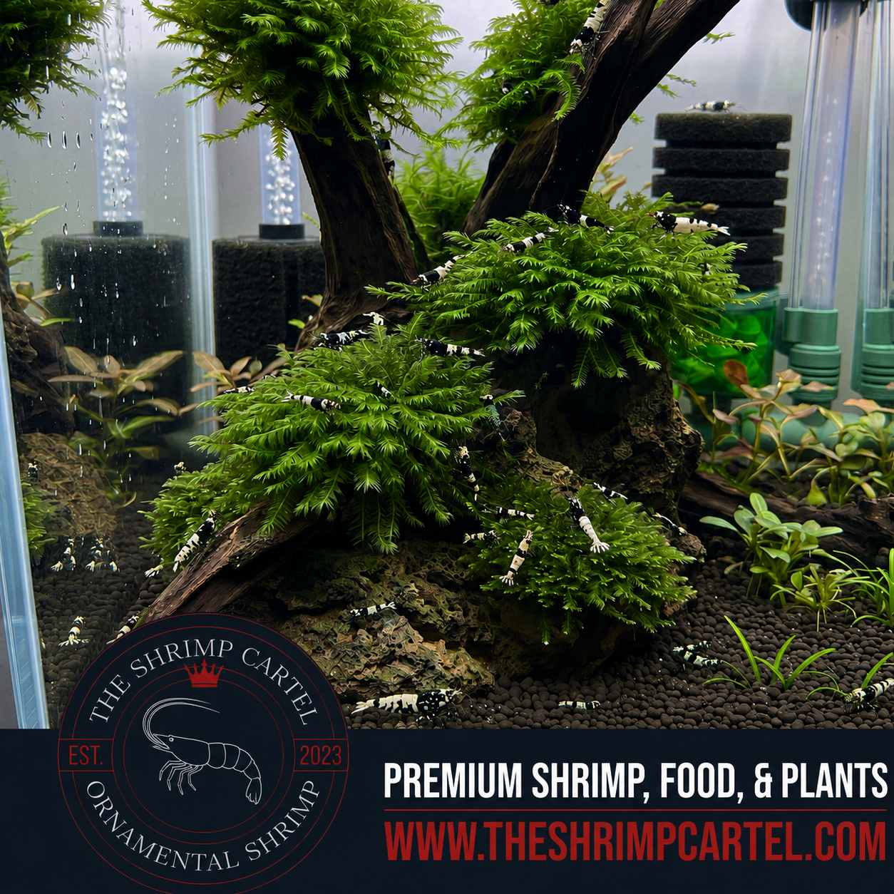 Fissidens Fontanus 2x2 inch. Premium Phoenix Moss for shrimp tanks and aquascapes