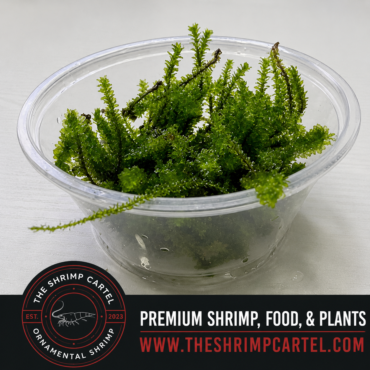 Hookeriaceae Moss. Homegrown in my shrimp tanks.