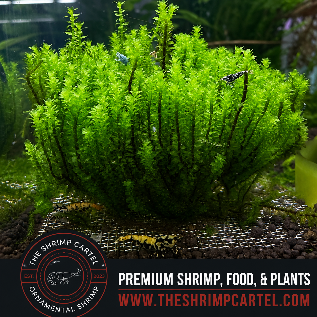 Hookeriaceae Moss. Homegrown in my shrimp tanks.