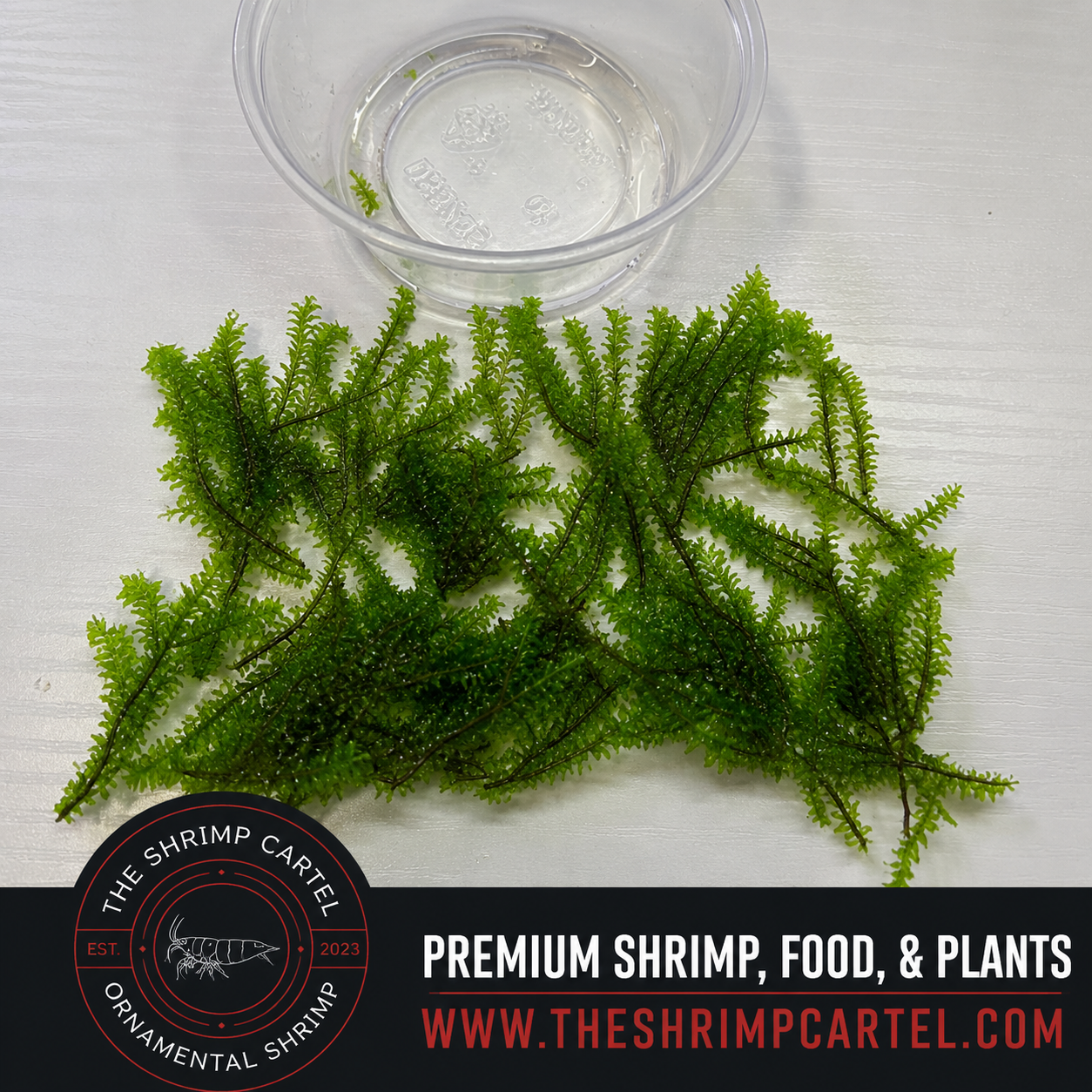 Hookeriaceae Moss. Homegrown in my shrimp tanks.