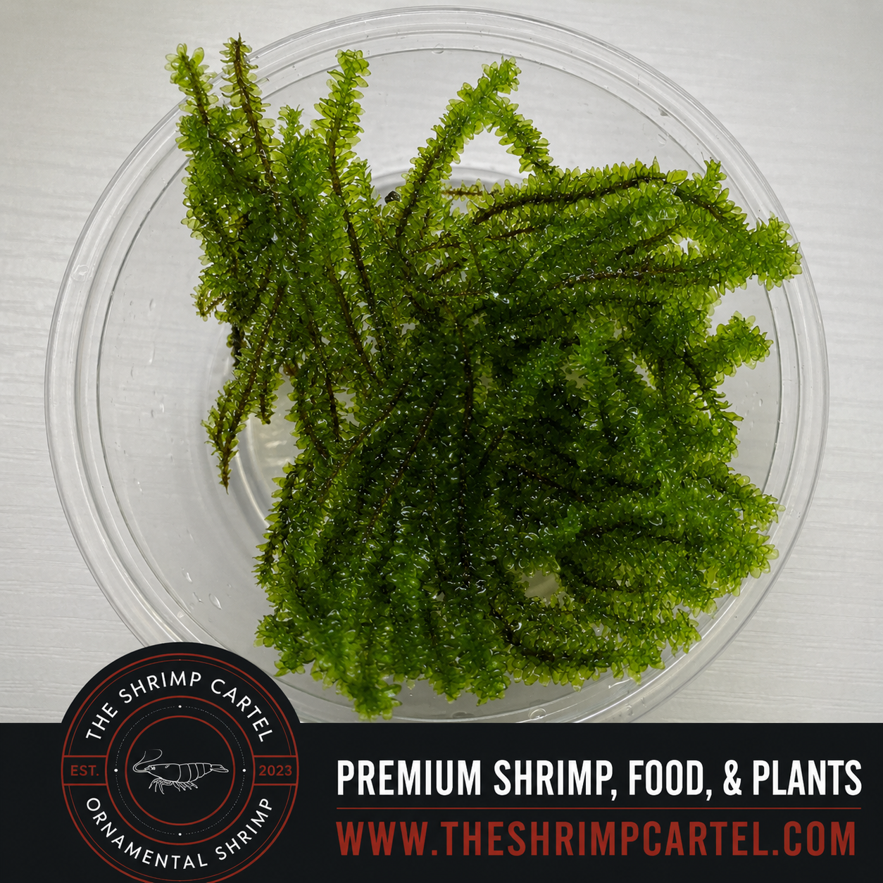 Hookeriaceae Moss. Homegrown in my shrimp tanks.