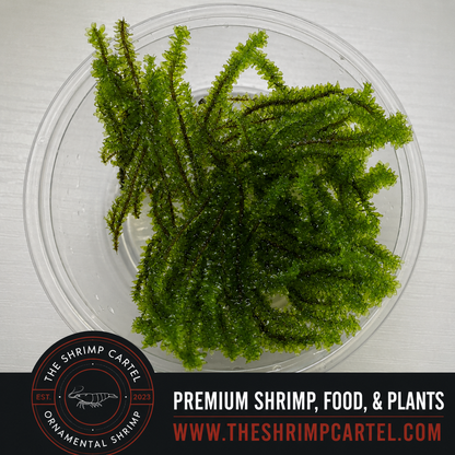 Hookeriaceae Moss. Homegrown in my shrimp tanks.