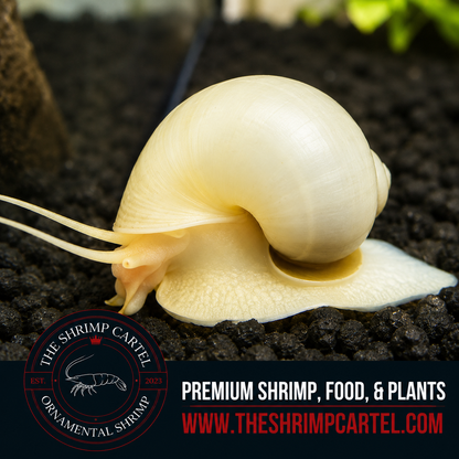 Mystery Snail - Ivory white