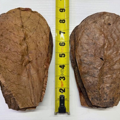 Large ORGANIC Indian almond leaves 8inch-9inch Catappa, for shrimp and fish tank