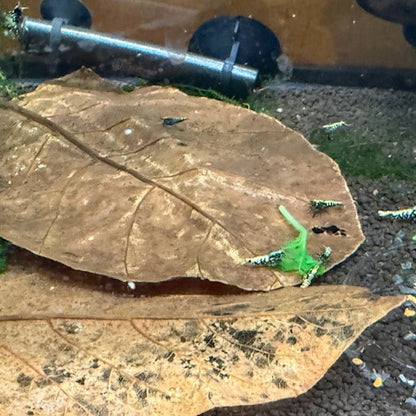 Large ORGANIC Indian almond leaves 8inch-9inch Catappa, for shrimp and fish tank