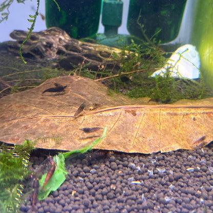 Large ORGANIC Indian almond leaves 8inch-9inch Catappa, for shrimp and fish tank