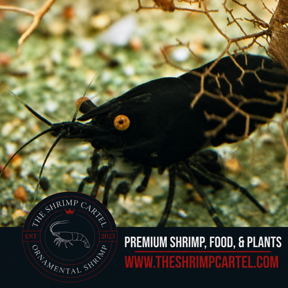 Orange Eye Black Demon - Michael Häsler Neocaridina line | Premium Grade | Homebred | USA