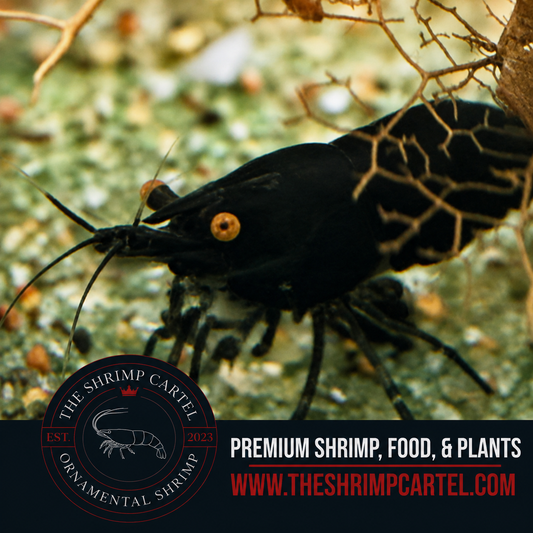 Orange Eye Black Demon - Michael Häsler Neocaridina line | Premium Grade | Homebred | USA