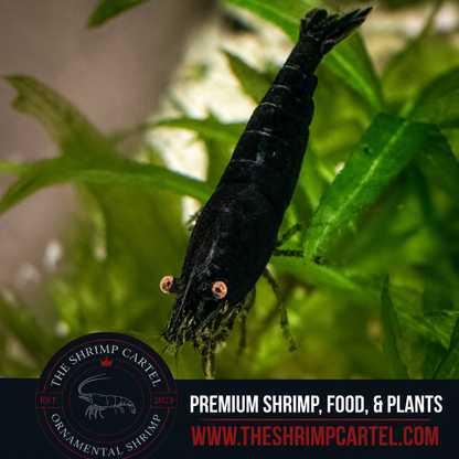 Orange Eye Black Demon - Michael Häsler Neocaridina line | Premium Grade | Homebred | USA