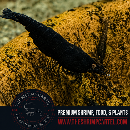 Orange Eye Black Demon - Michael Häsler Neocaridina line | Premium Grade | Homebred | USA