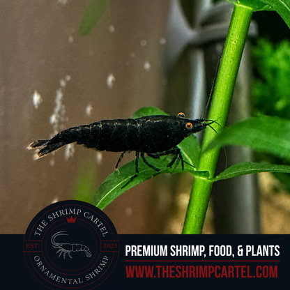 Orange Eye Black Demon - Michael Häsler Neocaridina line | Premium Grade | Homebred | USA
