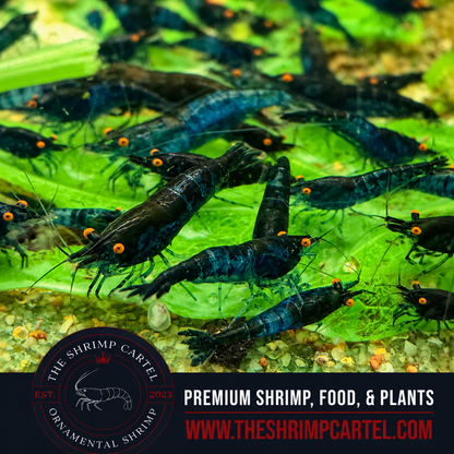 Orange Eye Blue Demon - Michael Häsler Neocaridina line | Premium Grade | Homebred | USA