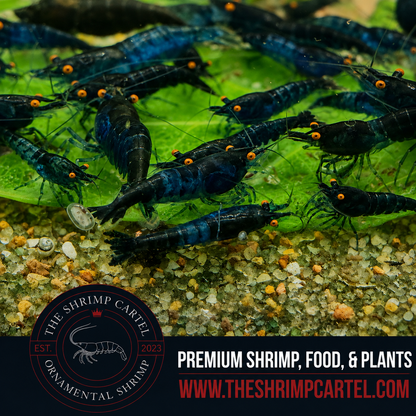 Orange Eye Blue Demon - Michael Häsler Neocaridina line | Premium Grade | Homebred | USA