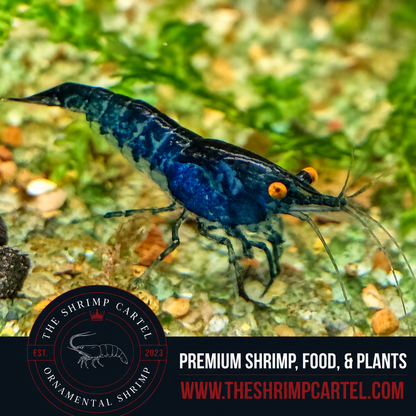 Orange Eye Blue Demon - Michael Häsler Neocaridina line | Premium Grade | Homebred | USA