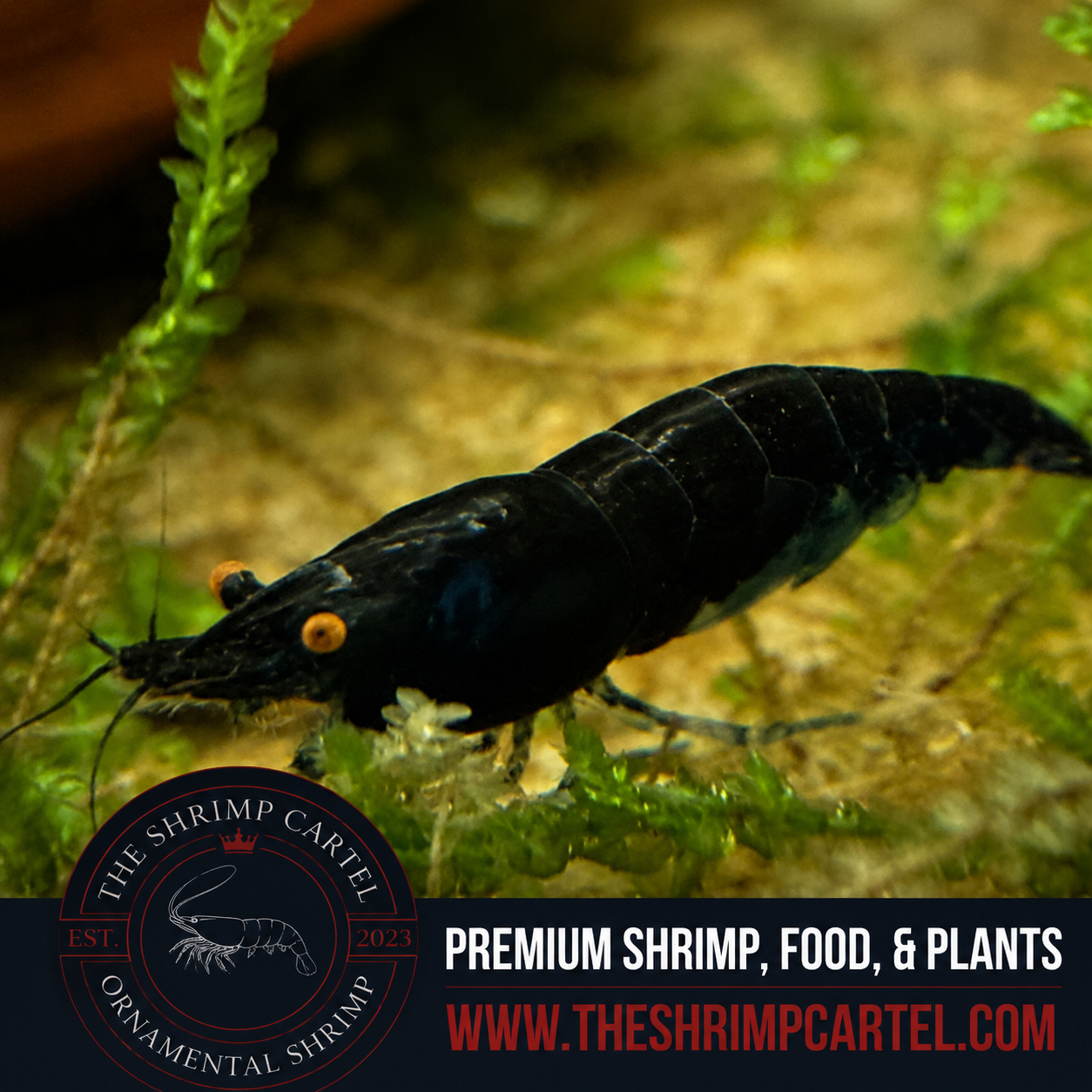 Orange Eye Blue Demon - Michael Häsler Neocaridina line | Premium Grade | Homebred | USA