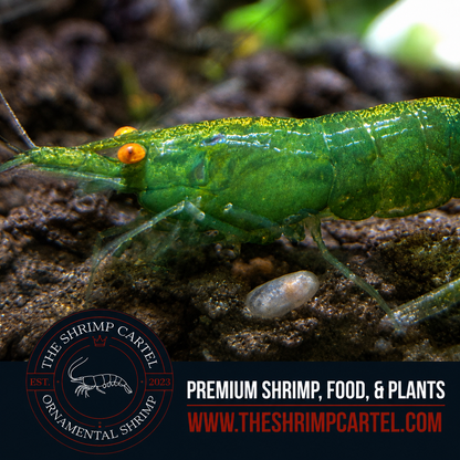 Orange Eye Green Demon - Michael Häsler Neocaridina line | Premium Grade | Homebred | USA