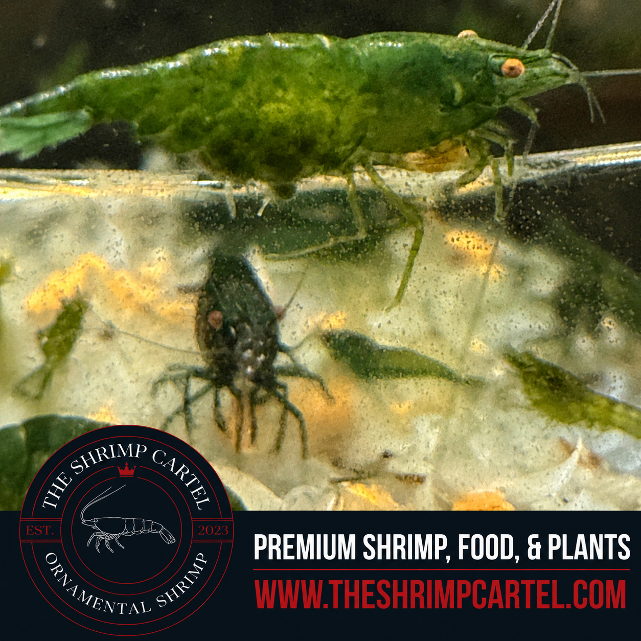 Orange Eye Green Demon - Michael Häsler Neocaridina line | Premium Grade | Homebred | USA