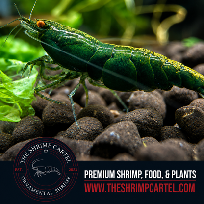 Orange Eye Green Demon - Michael Häsler Neocaridina line | Premium Grade | Homebred | USA