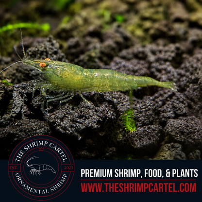 Orange Eye Green Demon - Michael Häsler Neocaridina line | Premium Grade | Homebred | USA