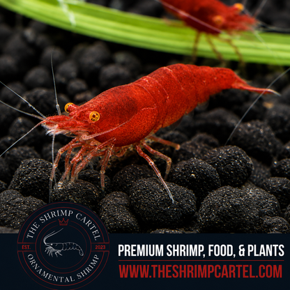Orange Eye Red Demon - Michael Häsler Neocaridina line | Premium Grade | Homebred | USA