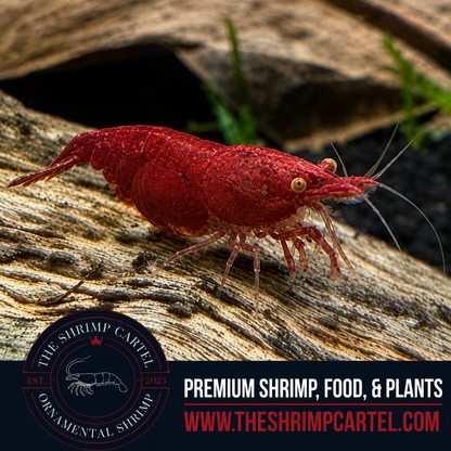 Orange Eye Red Demon - Michael Häsler Neocaridina line | Premium Grade | Homebred | USA