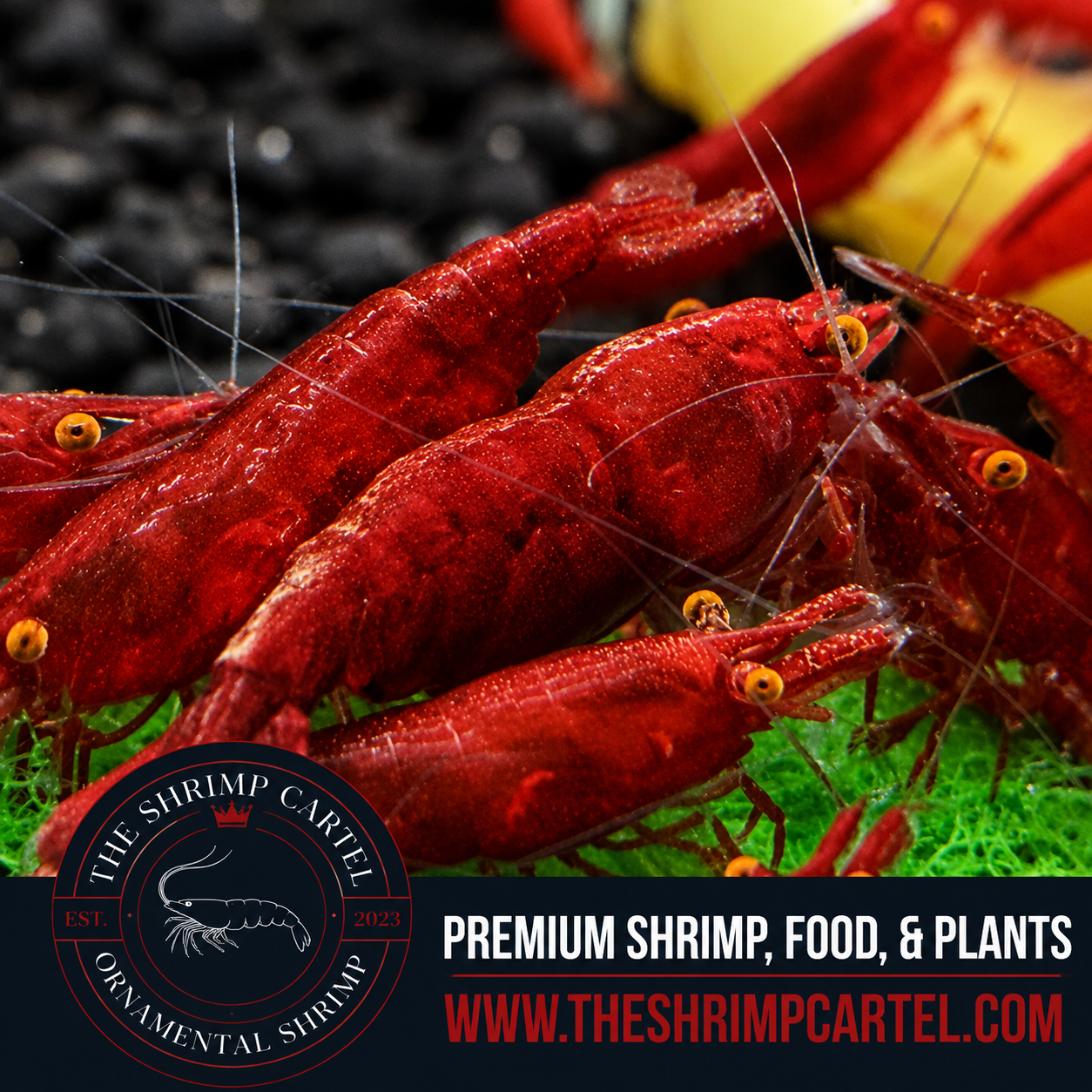 Orange Eye Red Demon - Michael Häsler Neocaridina line | Premium Grade | Homebred | USA