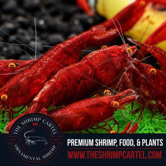 Orange Eye Red Demon - Michael Häsler Neocaridina line | Premium Grade | Homebred | USA