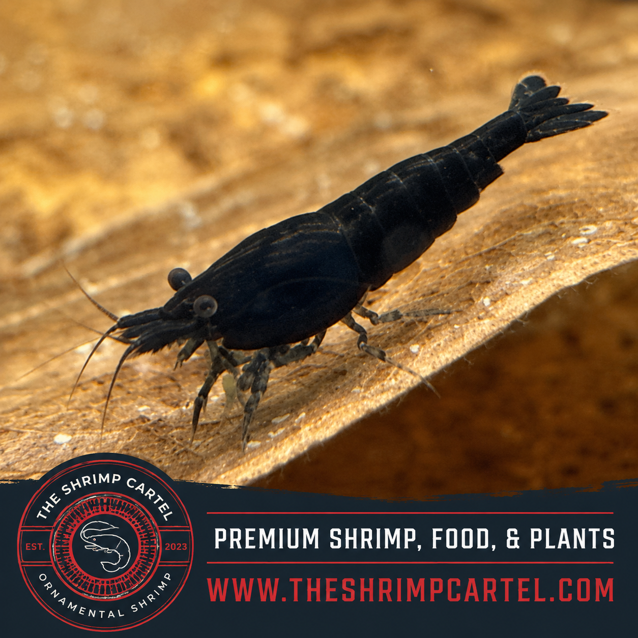 Black Rose Shrimp | Premium Grade | Homebred | USA