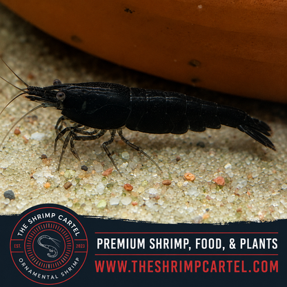 Black Rose Shrimp | Premium Grade | Homebred | USA