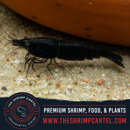 Black Rose Shrimp | Premium Grade | Homebred | USA