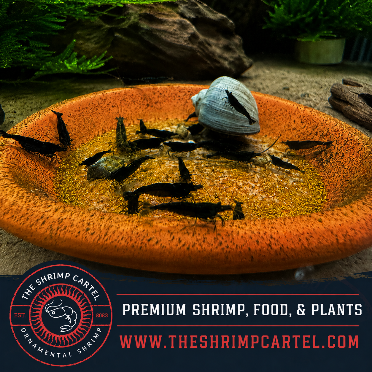 Black Rose Shrimp | Premium Grade | Homebred | USA